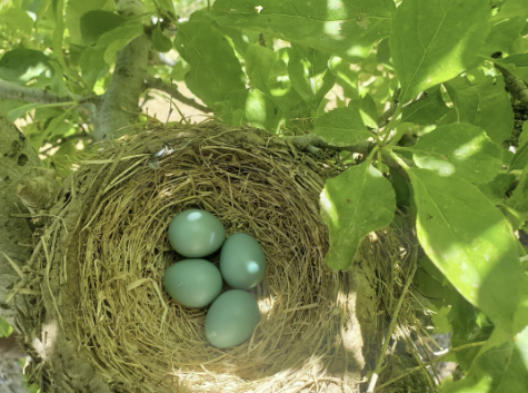 Robin's nest with blue eggs nestled in apple tree leaves